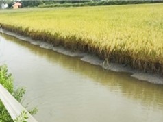  Bạc Liêu: Nuôi cá kèo kết hợp trồng lúa